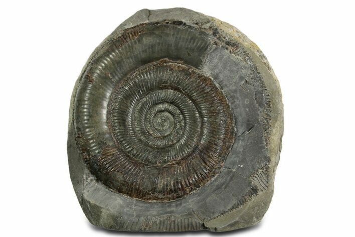 Jurassic Ammonite (Dactylioceras) Fossil - England #351167
